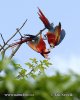 Scarlet Macaw