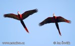 Scarlet Macaw