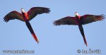 Scarlet Macaw