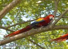 Scarlet Macaw