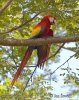 Scarlet Macaw