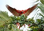 Scarlet Macaw