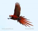 Scarlet Macaw