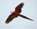 Scarlet Macaw