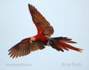 Scarlet Macaw