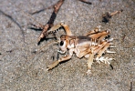 Schizodactylus inexpectatus