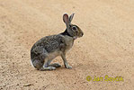 Schwarznackenhase