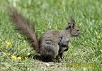 Sciurus vulgaris