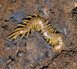 Scolopendra cingulata