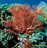 Sea Fan