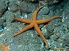 Sea Star