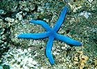 Sea Star