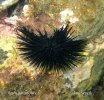 Sea Urchin, Echinoid
