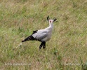 Secretarybird