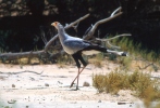 Secretarybird