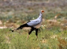 Secretarybird