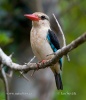 Senegal-ijsvogel