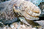 Sepiablæksprutte