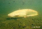 Sheatfish - Albino