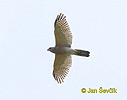 Shikra - Little Banded Goshawk