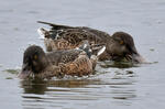 Shoveler