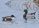 Shoveler