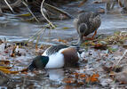 Shoveler