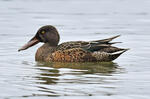 Shoveler