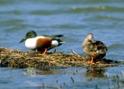 Shoveler