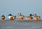 Shoveler