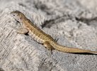 Shreibers Curly-tailed Lizard