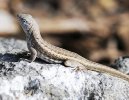 Shreibers Curly-tailed Lizard