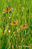 Silver-bordered Fritillary