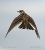 Skylark