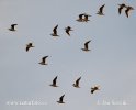 Slender-billed Gull