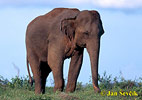 Słoń indyjski