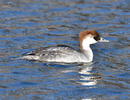 Smew