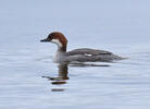 Smew