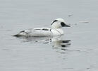 Smew