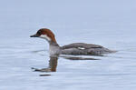 Smew