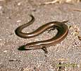 Snake-eyed Skink