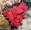 Soft Coral