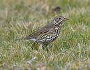 Song Thrush