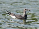 Sooty Gull