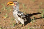 Southern Yellow-billed Hornbill