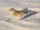 Spanish Sparrow