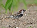 Spanish Sparrow