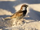 Spanish Sparrow