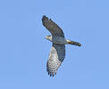 Sparrowhawk