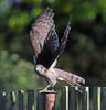 Sparrowhawk